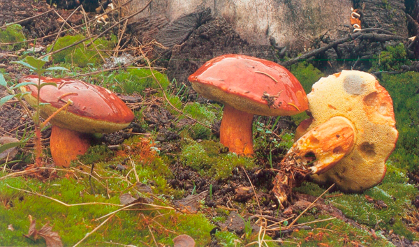 boletus12 boletus12