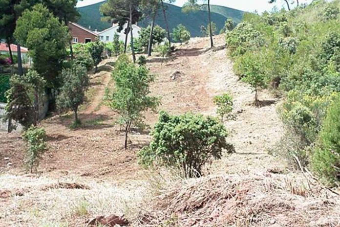 Tasques de desbrossament forestal a Gavà