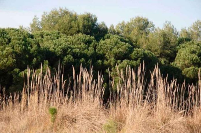 Jornada restauració hàbitats pineda Gavà