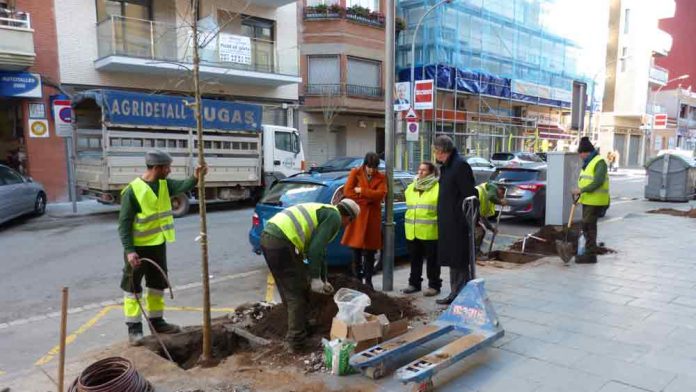 Comença la replantació arbrat al carrer de Sant Lluís