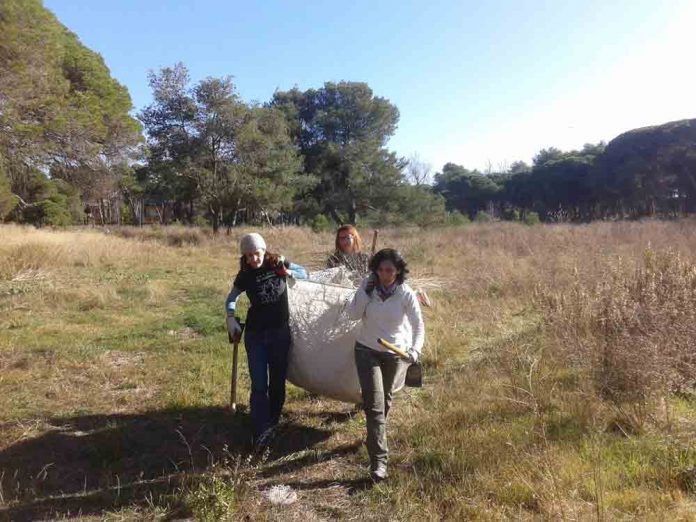 restauració habitat pineda Pava