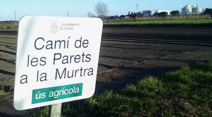 Caminada saludable pels conreus de Gavà i Viladecans