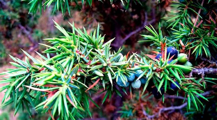 ginebro-a-gava plantació arbustos a Gavà Mar
