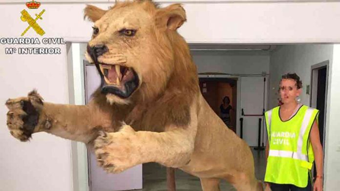 LLEO-DISSECAT Lleó dissecat en venda