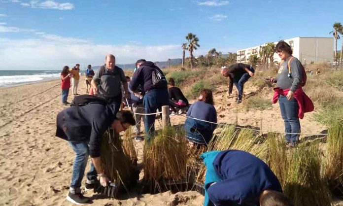 plantacio-dunes-151118 Gavà a Acció Platges Met
