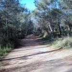 cami-forestal-270619