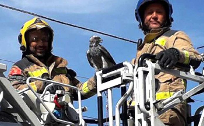 rescat-falco-1 Rescatat un falcó a Gavà