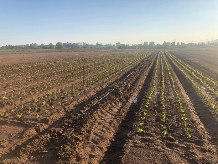 Servei de suport agrari al Baix