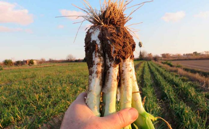 Calçots a Gavà