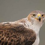 aguila-131119