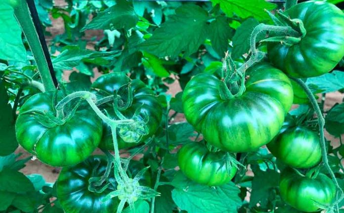 ADMIRACIÓN POR LOS TOMATES DE GAVA GROUP