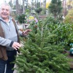 Avet i ponsètia, plantes típiques de Nadal