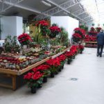 Zona de ponsèties a Jardineria Bordas