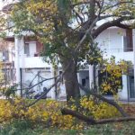 arbre-2-231219