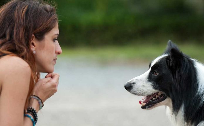 Protectores i associacions busques una llar per als gossos abandonats