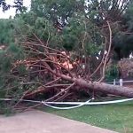 arbre-2-210120