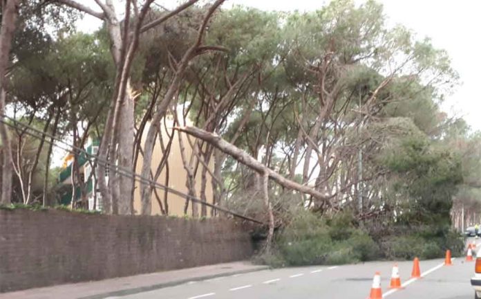 arbre-caigut-200220 Última hora de les incidències del temporal Gloria a Gavà