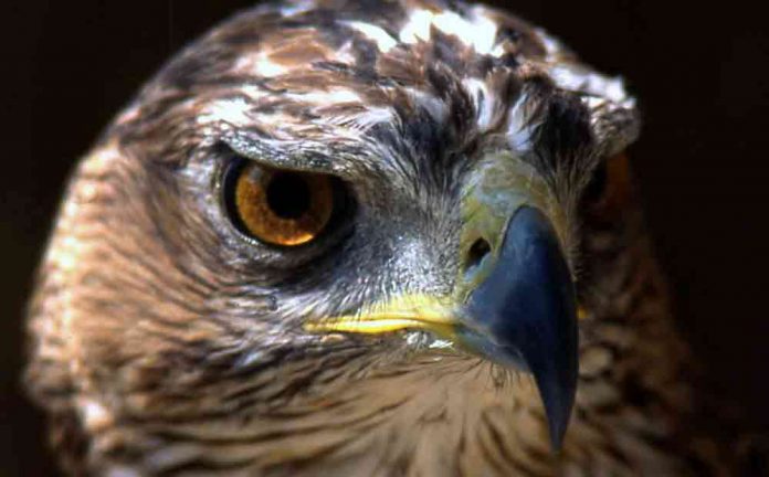 Àguila cuabarrada al Garraf