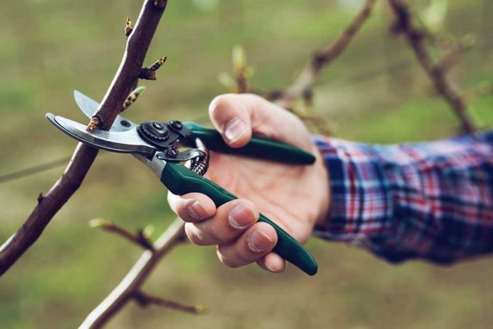 Esporga de fruiters al Garden Bordas