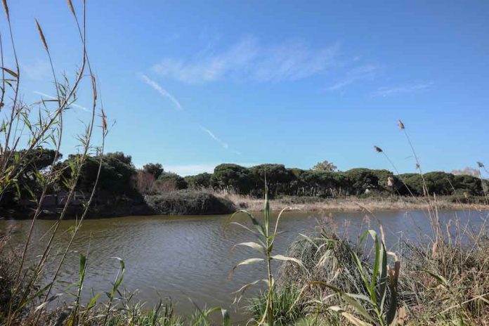 murtra_2020ok Aquest diumenge Gavà celebrarà el Dia de la Murtra 2020