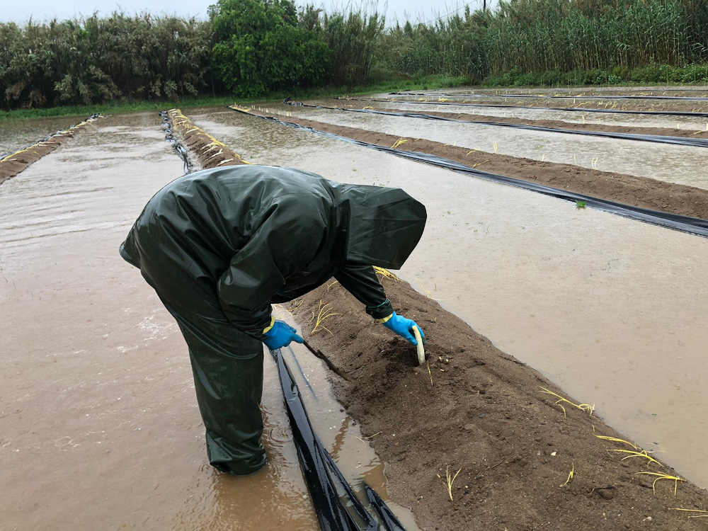 afectacions als conreus per les pluges