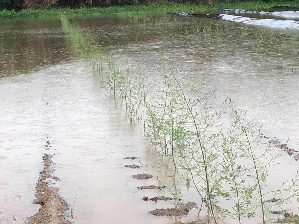 afectacions als conreus per les pluges