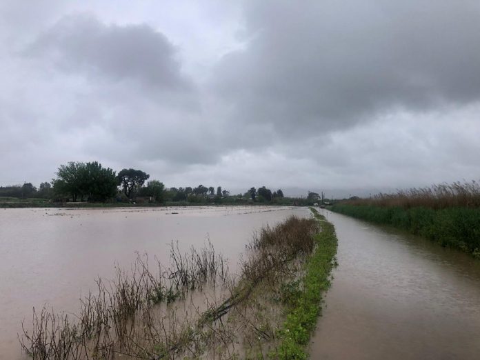 afectacions als conreus per les pluges