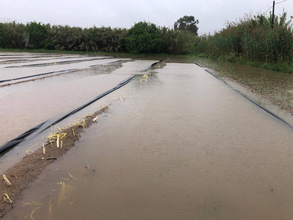 afectacions als conreus per les pluges