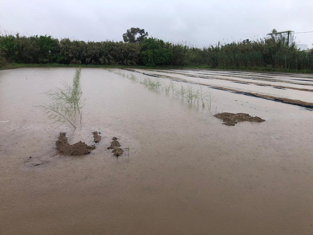 afectacions als conreus per les pluges