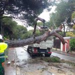 arbol 120