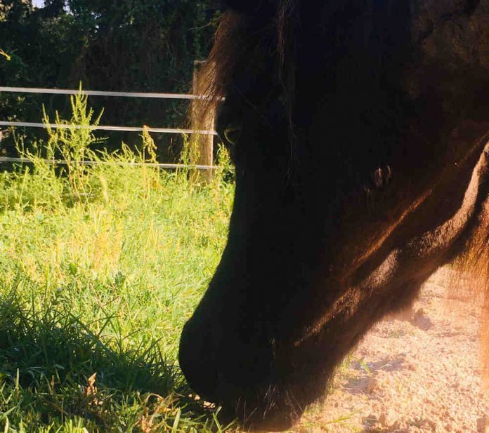 La poni desapareguda a Gavà es recupera de les ferides
