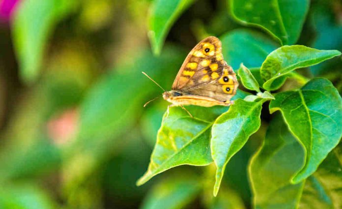 29 espècies de papallones als parcs i platges metropolitans