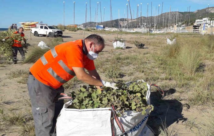 Retirada de la vegetació invasora dels sistemes dunars