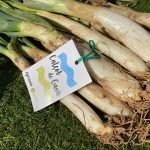 Calçots de Gavà