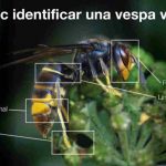 identificacio 1 221120