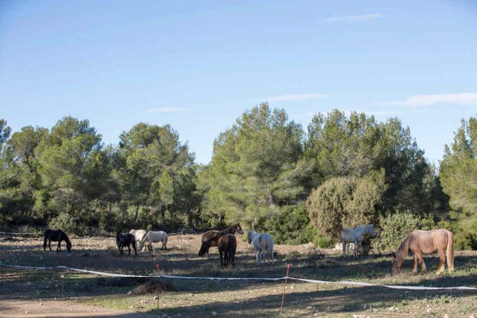 Cavalls per regenerar pastures al Parc Natural del Garraf