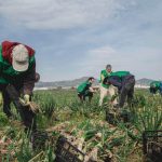 Espigoladors: donant una segona vida a la producció agrícola
