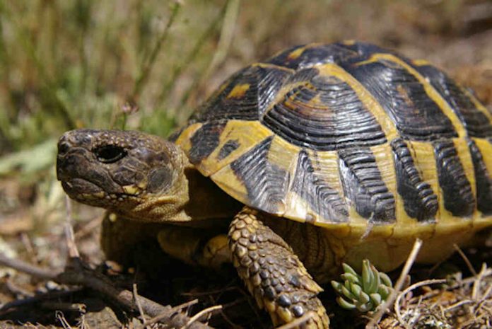 La tortuga terrestre mediterrània, espècie protegida