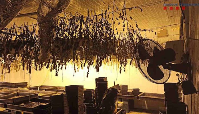 MOSSOS 260121 Els Mossos desmantellen una plantació de marihuana a Gavà