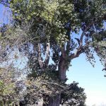 arbre 2 180221