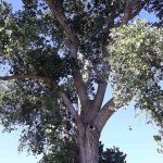 arbre protegit 180221