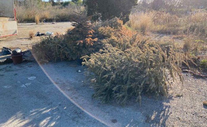 PRESEC ha recollit 142 arbres de Nadal dels carrers