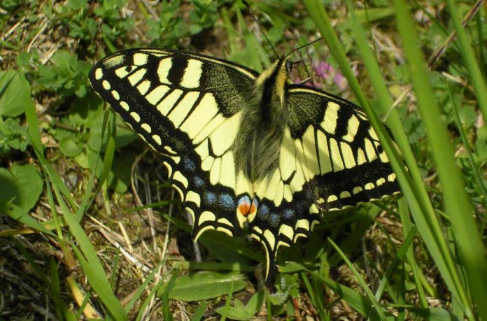 Es cerquen voluntaris per descobrir papallones a Gavà