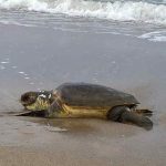 tortuga 3 120221