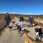 Voluntarios Itinerantes, entre altres activitats, es dedica a passejar els gossos de les protectores