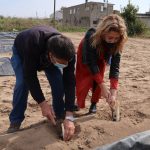 Sánchez i Pañella, collint espàrrecs aquest matí