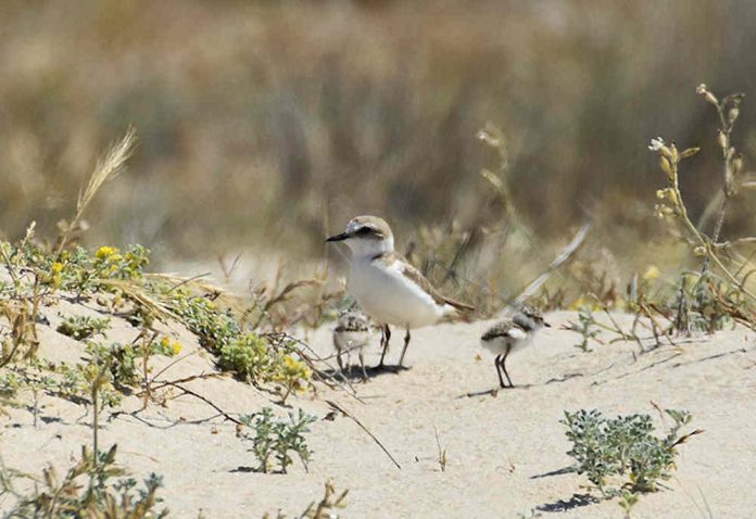 Arrenca el període de cria del corriol camanegre a les nostres platges