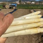 Els pagesos gavanencs han tingut enguany molta sort amb la climatologia