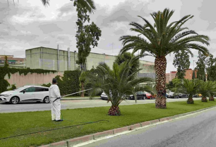Segon tractament per combatre les plagues a les palmeres