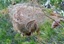 Tractament preventiu per controlar la processionària del pi